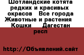 Шотландские котята редких и красивых  окрасов - Все города Животные и растения » Кошки   . Дагестан респ.